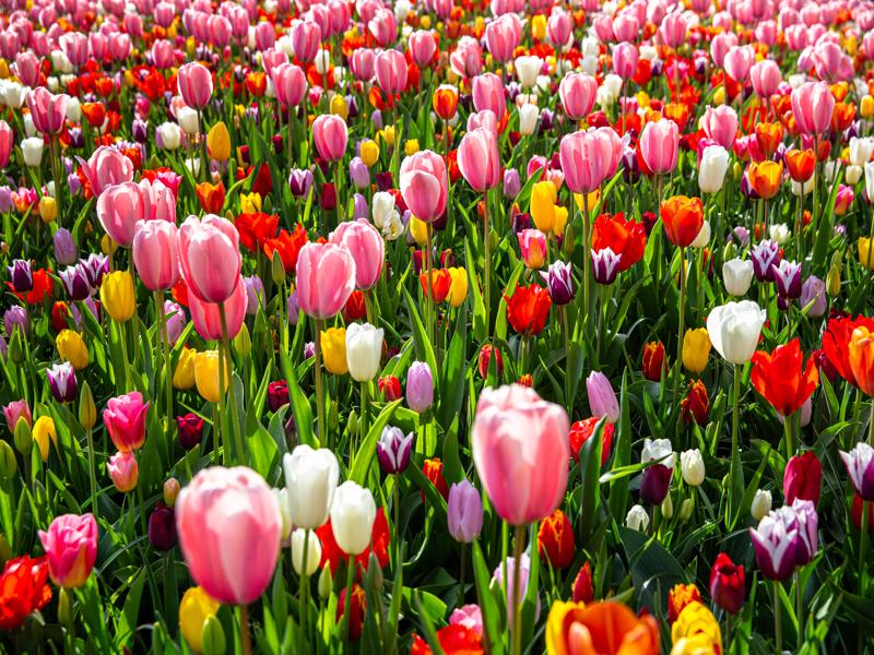 Tulips of Netherlands